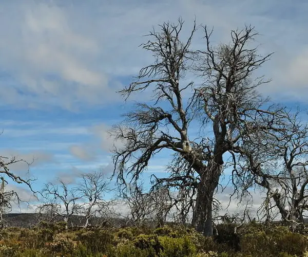 Eerie trees near Great Lake, Tasmanian Central Highlands
