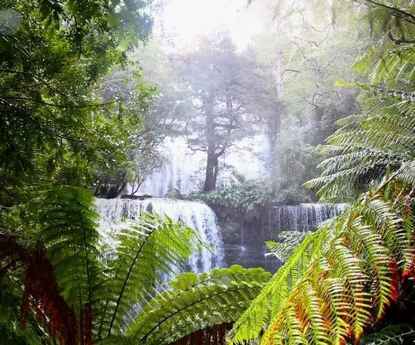 unique rainforest Mount Field National Park