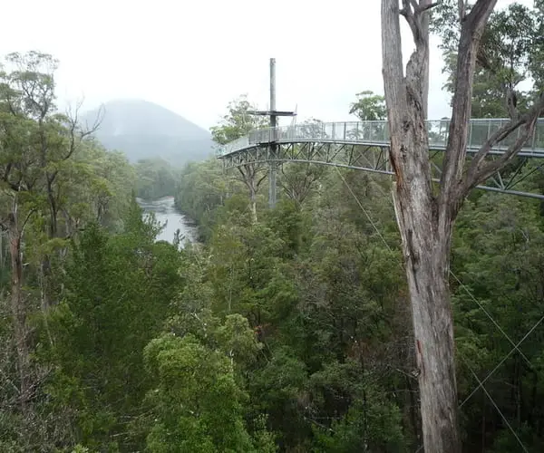 path suspended high in the trees at Tahune Airwalk in the Huon Valley, Tasmania