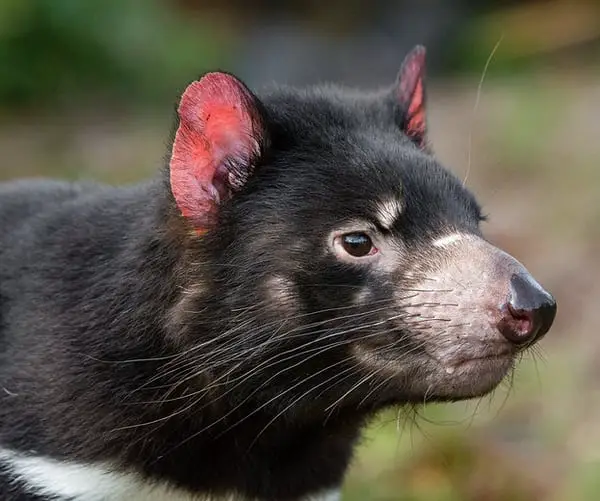 Tasmanian Devil