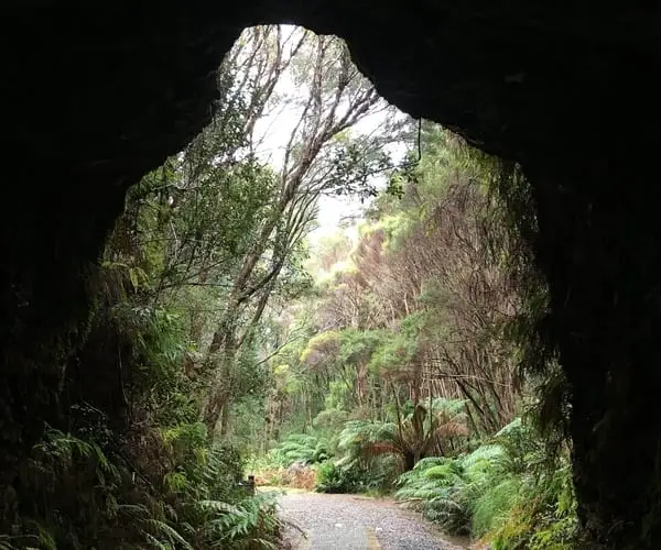 Spray Tunnel, photo from the inside looking out at the trees