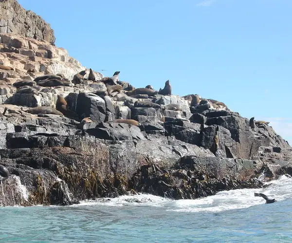 Seal sighting on Bruny Island Cruises Adventure Bay