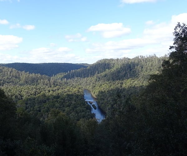 Arthur River and surrounding trees