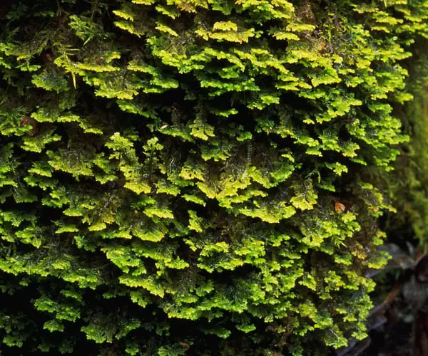 moss on trees on Liffey Falls Walk Tasmania