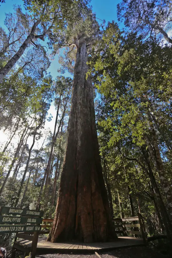 Liffey Falls tall tree