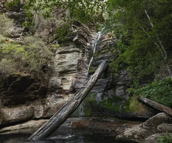 Snug Falls & surrounding tall trees