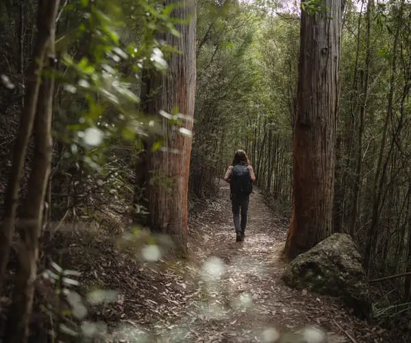 Snug Falls Walk