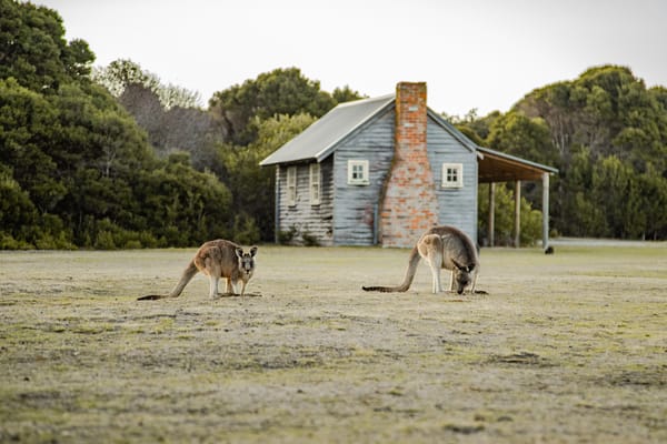 Kangaroos on Springlawn, Narawntapu National Park