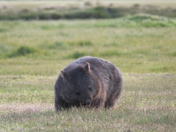 Wombat at Narawntapu National Park