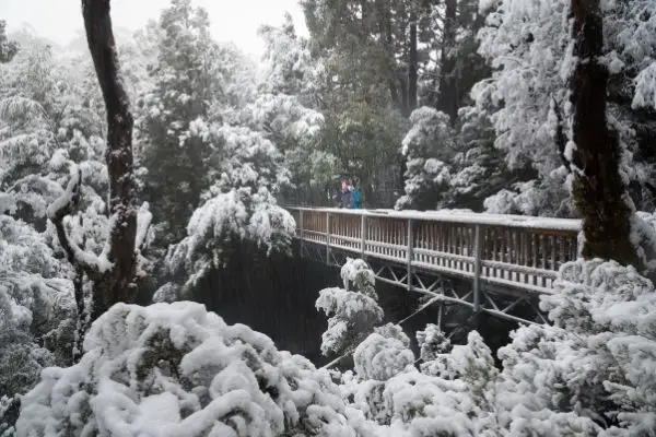 Enchanted Walk, Cradle Mountain National Park