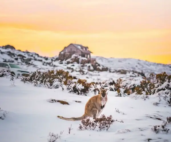 Wallaby and snow in Ben Lomond National Park