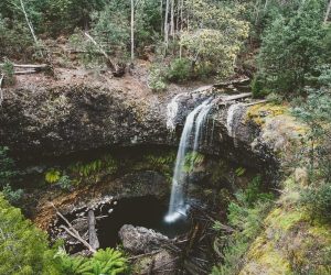 Tarraleah Falls and surrounding trees