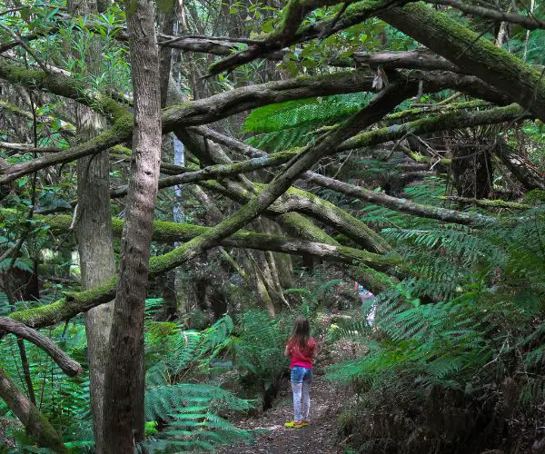 Myrtle Gully Falls Walk