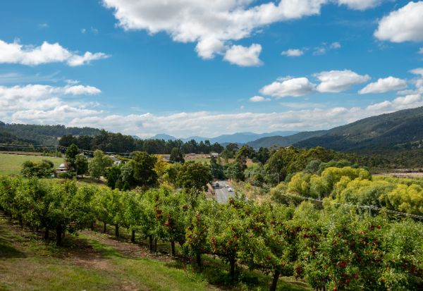 Apple Orchards Huon Valley