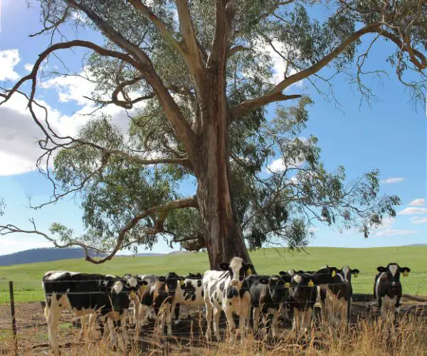 Cows in farmland at Bushy Park Tasmania