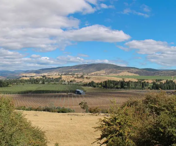 Hop fields at Bushy Park Tasmania