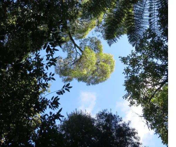 Looking up at the trees, ferns and sky at Notley Fern Gorge State Reserve