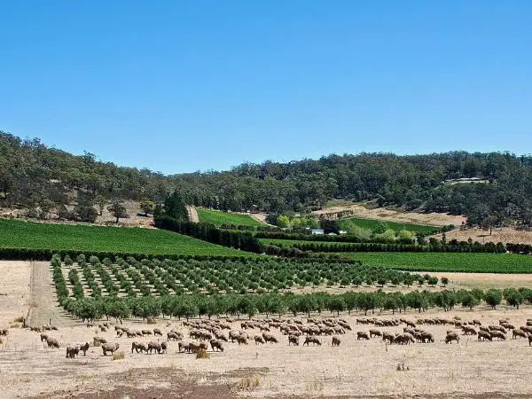 Freycinet Vineyards